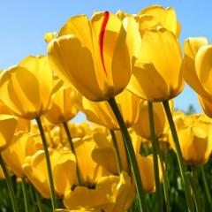 Alen_ka77