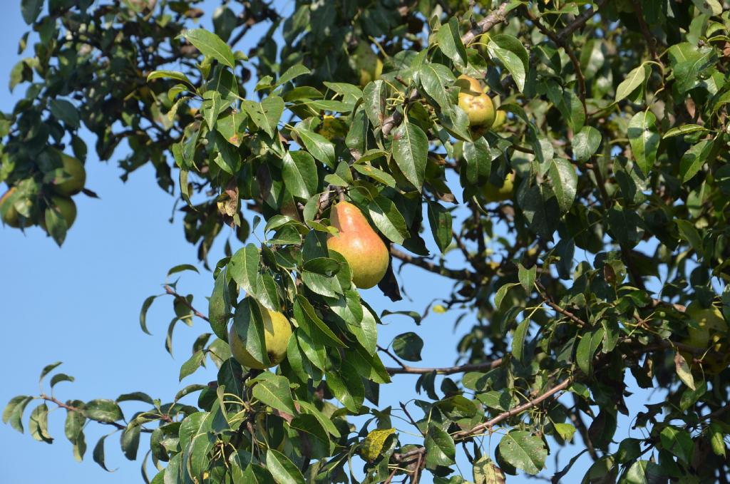 DSC_0313.JPG