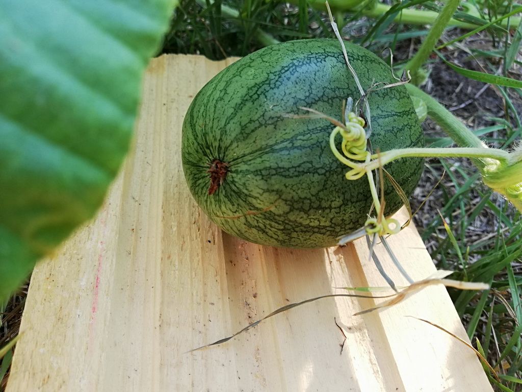 IMG_20180704_174212.jpg