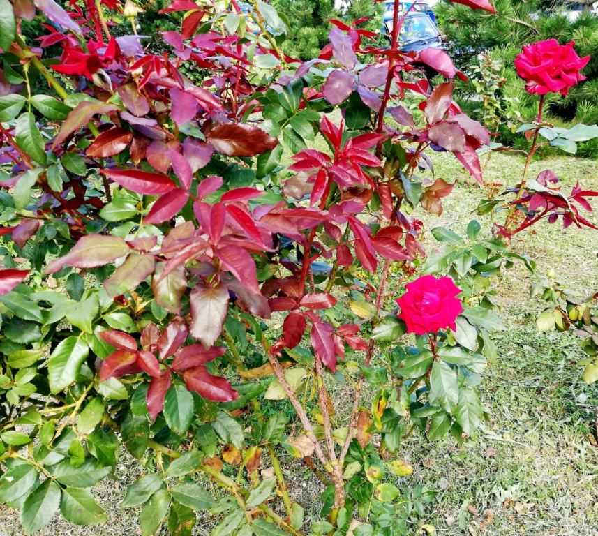 IMG_20180928_113312.jpg